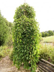 Morwa biała - Pendula