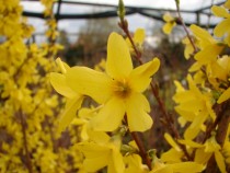 Forsycja pośrednia - Goldzauber