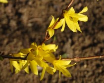 Forsycja pośrednia - Maluch